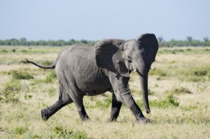 Create meme: african elephant, The elephant runs