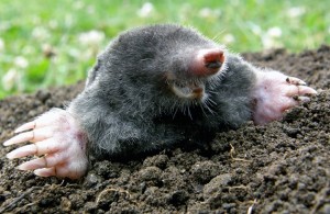 Create meme: mole animal, mole ordinary