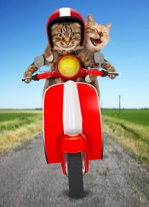 Create meme: cat, funny cats, cat on a motorcycle