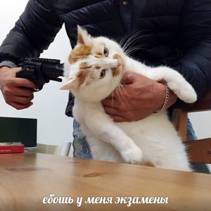 Создать мем: кошка, котик с пистолетом, котенок с пистолетом