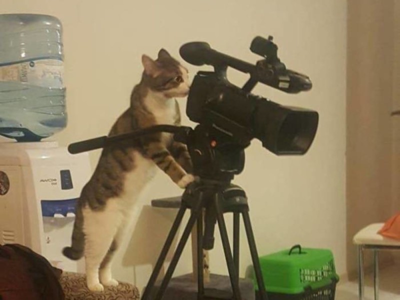 Create meme: cat with camera, cat operator, Cat with a camera meme