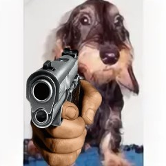Create meme: new ads, standard wire-haired dachshund of boar color, dog with a gun sign