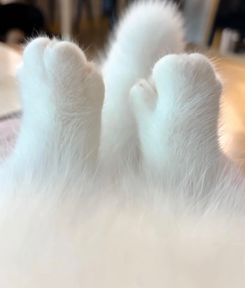 Create meme: white paws, a cat's paw, fluffy paws 