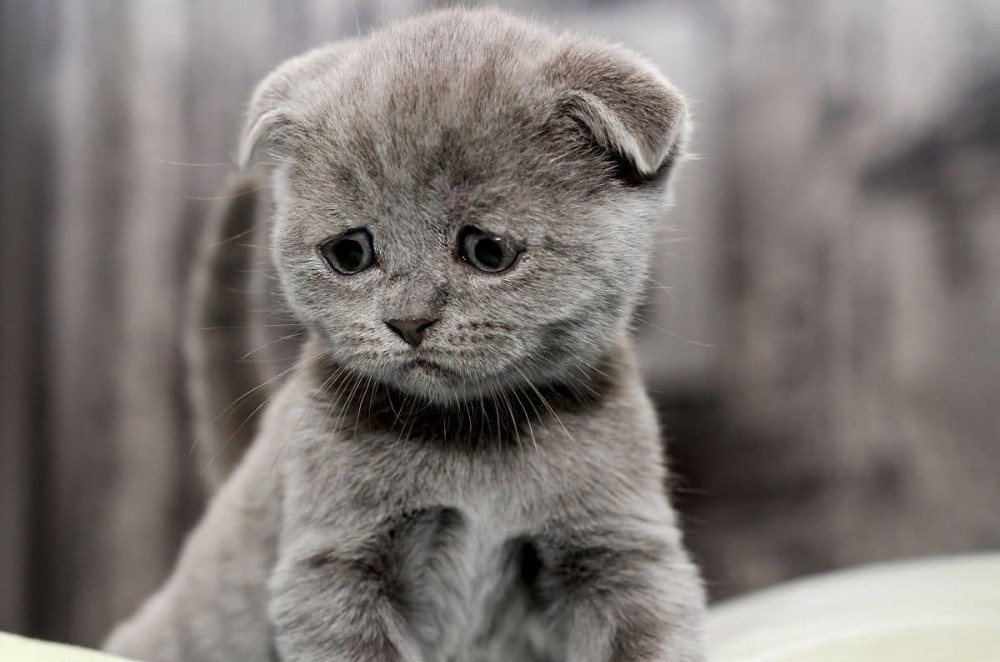 Create meme: Sadness kitten, sad kitty, lop-eared 