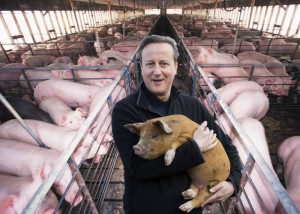 Создать мем: свиноводство, дэвид кэмерон мёртвая свинья, свиньи на ферме
