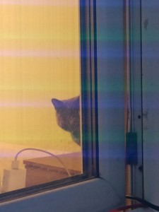 Create meme: cat at the window, blurred image