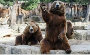 Create meme: the bear in the zoo, brown bear at the zoo, bear waving his paw