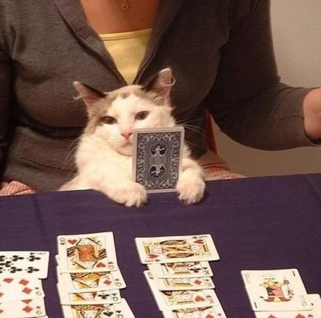 Create meme: The cat with the cards, cats play cards, cat poker