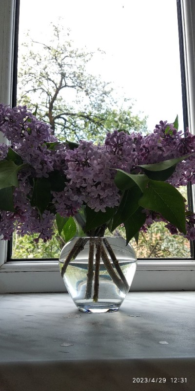 Create meme: lilac, lilac on the window, blooming lilacs
