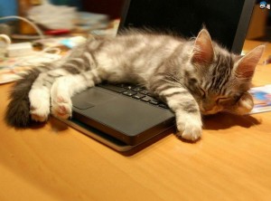 Create meme: dust, laptop, cat sleep