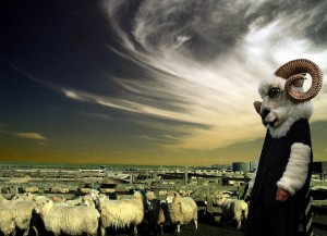 Create meme: animals, RAM, sheep sheep