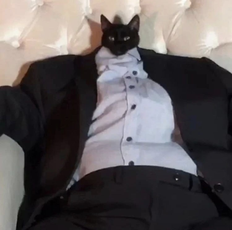 Create meme: cat in a business suit, cat , cat