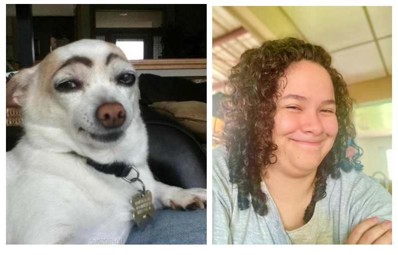 Create meme: a dog with painted eyebrows, dog with eyebrows , a dog with eyebrows