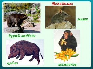 Создать мем: дикие животные, лесные животные, бурый медведь