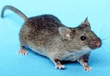 Create meme: european mouse, mouse gerbil, mouse sneaks