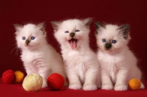 Создать мем: милые котики смешные, бирманская кошка котята обои, котенок открытка
