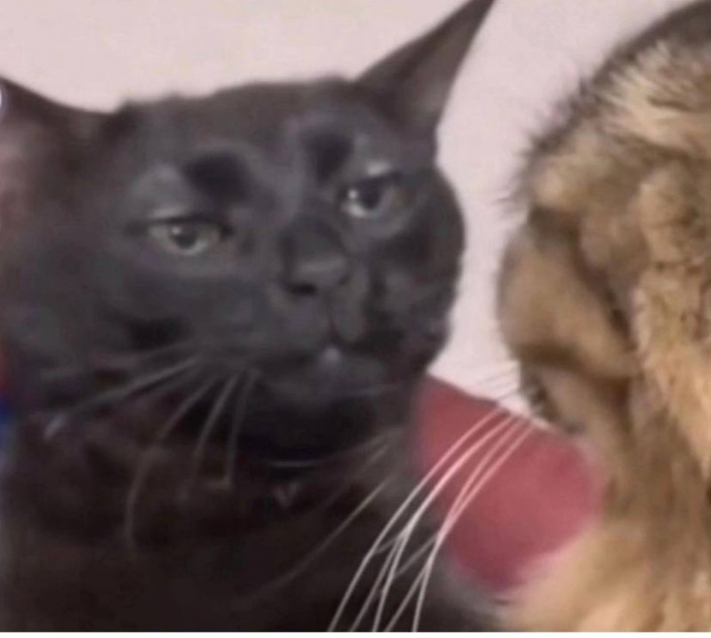 Create meme: black cat , cat meme , the cat is black