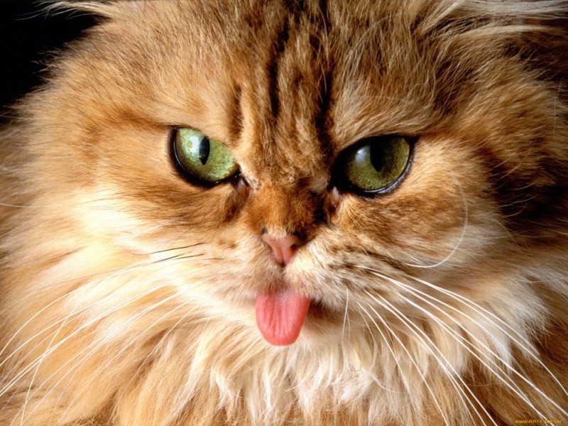 Создать мем: коты, персидская кошка, кот злой