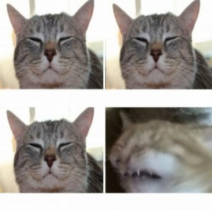 Create meme: memes, meme happy cat, happy cat meme