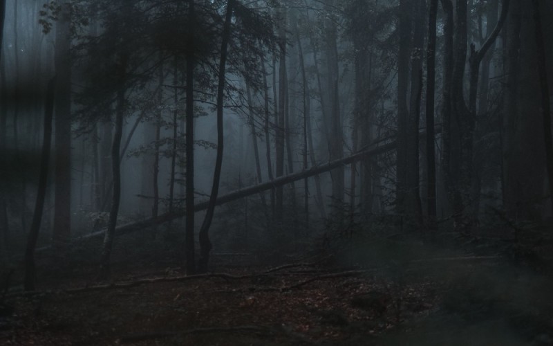Create meme: dark forest, gloomy misty forest, dark dark forest