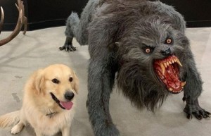 Create meme: the dog and the werewolf meme, the dog is a werewolf, angry dog meme