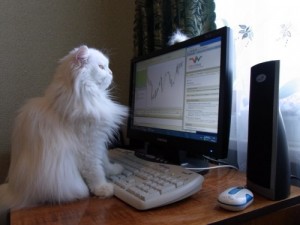 Create meme: meme cat, the position of a trader, my cat