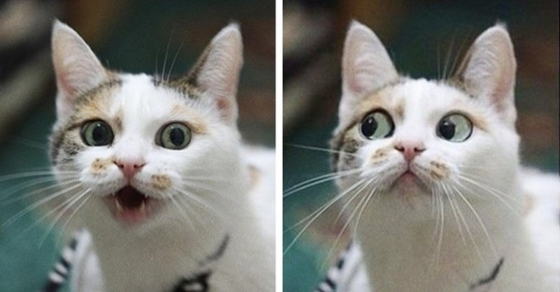 Create meme: funny cats , cat surprised, meme surprised cat 