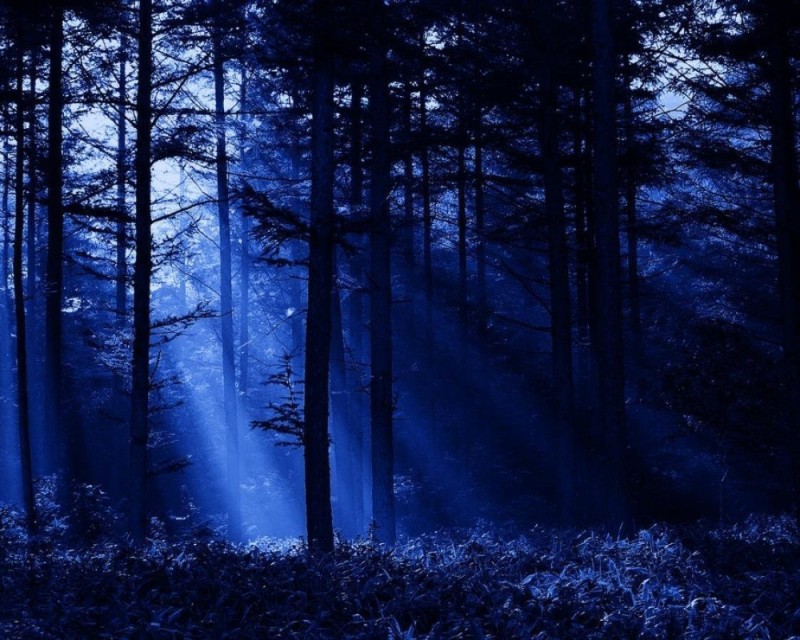 Создать мем: в ночном лесу, ночной лес, красивый ночной лес
