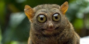 Create meme: animal, tarsier