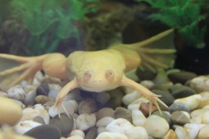 Создать мем: белая шпорцевая лягушка, лягушка аквариумная шпорцевая желтая, шпорцевая лягушка