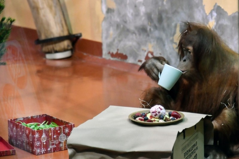Create meme: orangutan izhevsk zoo, orangutan and chimpanzee, orangutan