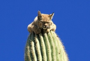 Create meme: Cat, Leo and cactus, cat and cactus