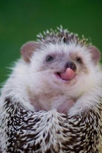 Создать мем: hedgehog, удивленный еж, cute hedgehog