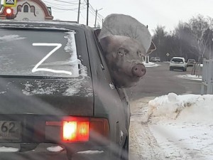 Создать мем: хряк в машине, свинья в машине, автомобиль