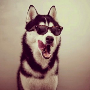 Create meme: captain husky, puppies white husky with glasses, husky with glasses with a book