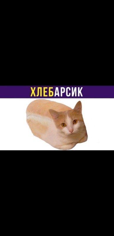 Create meme: cat bread meme, mem khlebarsik, cat bread