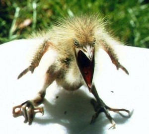 Создать мем: angry bird, птенцы, птица мозгоклюйка фото