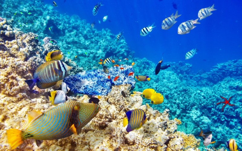 Create meme: sharm el sheikh reef, sharm el sheikh underwater world, fish finder echo sounder