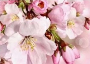 Create meme: the flowers of spring, flowers background, flowers spring 