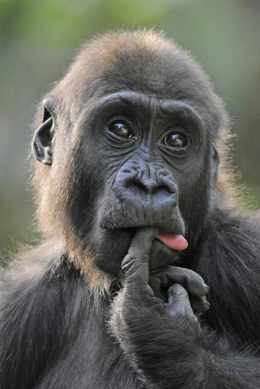 Создать мем: веселая горилла, смешные животные, задумчивая обезьяна