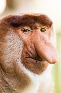 Create meme: the long-nosed monkey, monkey nosey