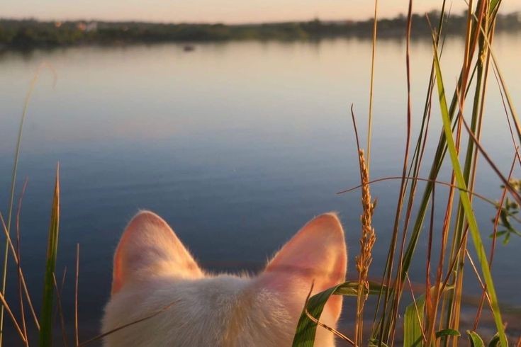 Create meme: contemplation, lake , fawn cat