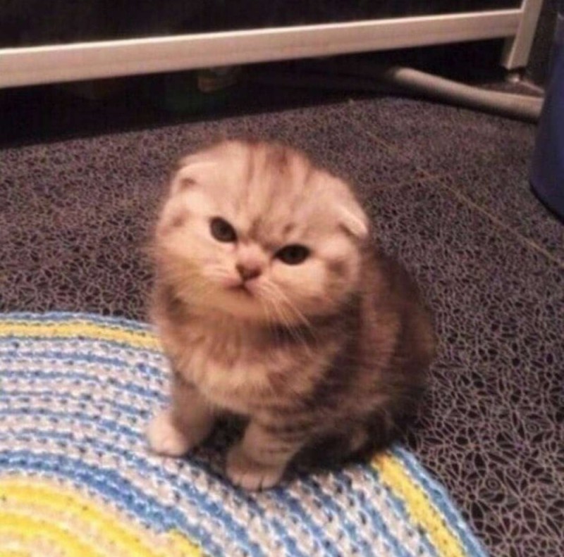 Create meme: lop - eared scottish kitten, lop-eared , Scottish fold cat