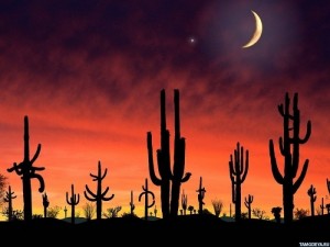 Create meme: sunset, cactus on a background of fire, Screensaver on your desktop