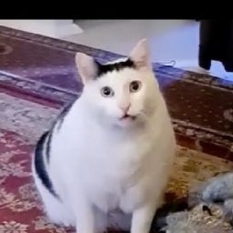 Создать мем: кот из мемов белый мяукает, толстый кот, мемный кот