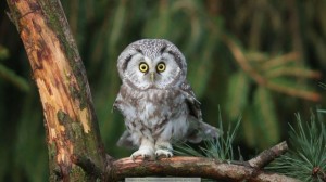 Create meme: funny animals, owl in the woods, funny