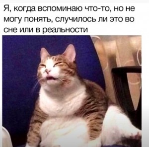 Создать мем: кот, мемы с котами, кошка