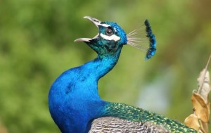 Create meme: the peacock's tail, peacock, bird peacock