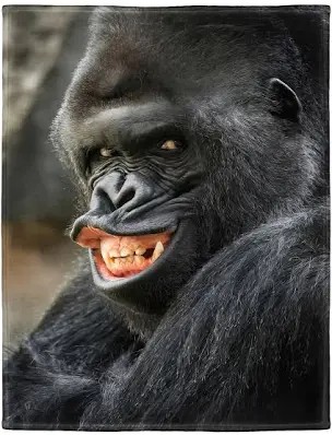 Создать мем: горилла и шимпанзе, горилла горилла, горилла смешная