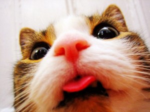 Создать мем: tongue, selfie, кошка
